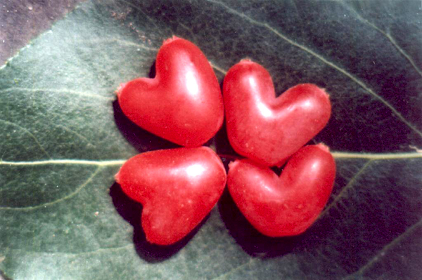 20种不常见但很好吃的怪异水果，非洲角瓜绝对是吃货的追求--阿里百秀