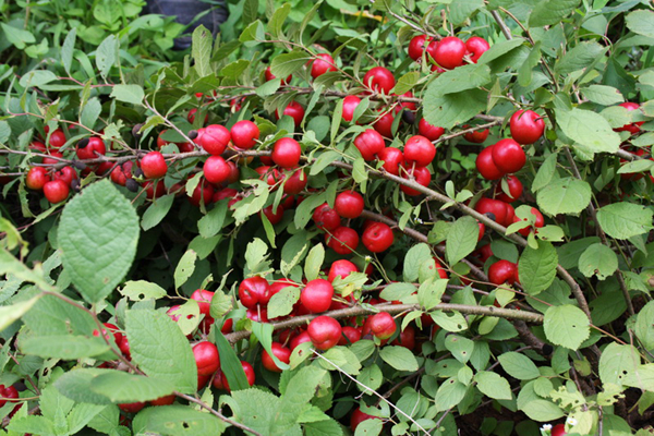 20种不常见但很好吃的怪异水果，非洲角瓜绝对是吃货的追求--阿里百秀