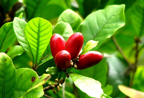 20种不常见但很好吃的怪异水果，非洲角瓜绝对是吃货的追求--阿里百秀