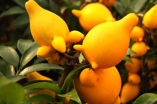 20种不常见但很好吃的怪异水果，非洲角瓜绝对是吃货的追求--阿里百秀