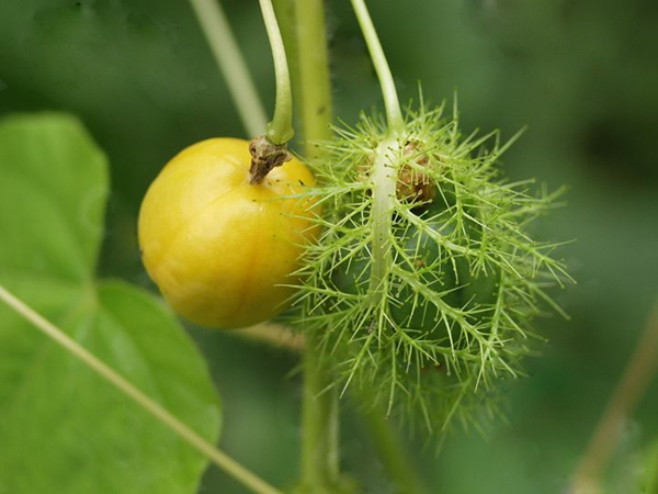 20种不常见但很好吃的怪异水果，非洲角瓜绝对是吃货的追求--阿里百秀