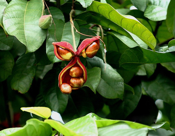 20种不常见但很好吃的怪异水果，非洲角瓜绝对是吃货的追求--阿里百秀