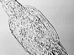 蛭形轮虫无性繁殖靠并吞噬DNA实现永生