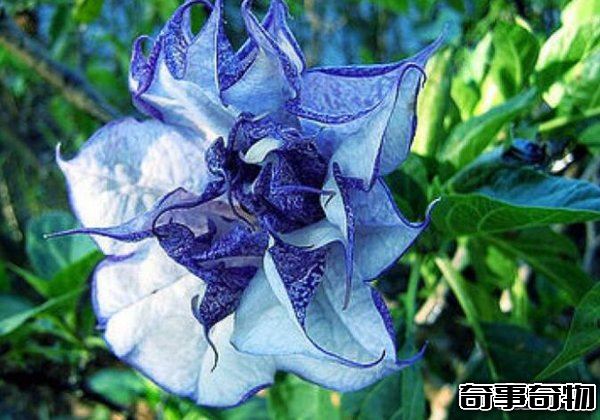 世界上最毒最妩媚的花 整株有毒让人沉迷其中