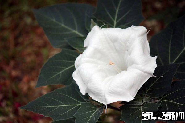 世界上最毒最妩媚的花 整株有毒让人沉迷其中