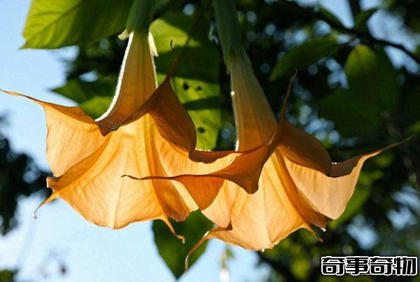 世界上最毒最妩媚的花 整株有毒让人沉迷其中