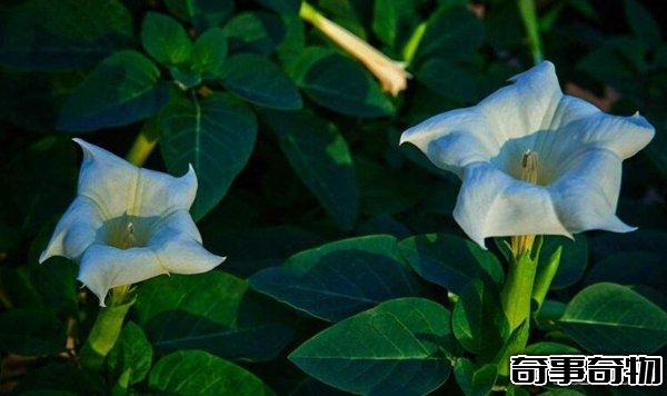 世界上最毒最妩媚的花 整株有毒让人沉迷其中