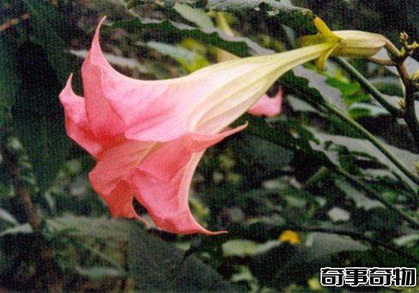 世界上最毒最妩媚的花 整株有毒让人沉迷其中