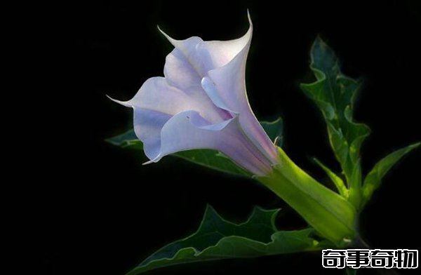 世界上最毒最妩媚的花 整株有毒让人沉迷其中